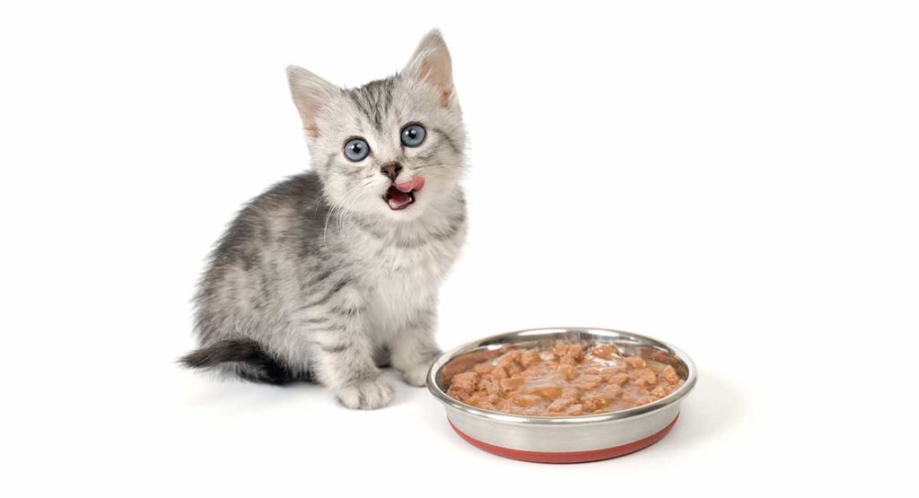 best kitten dry food