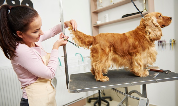 Moblie Pet grooming