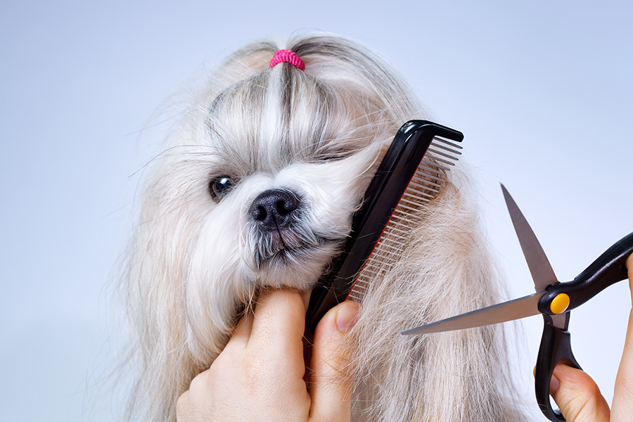 Importance Of Pet Grooming Services