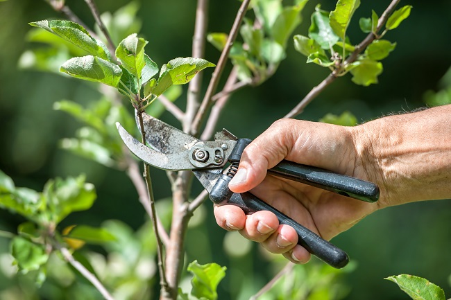 tree removal largo fl
